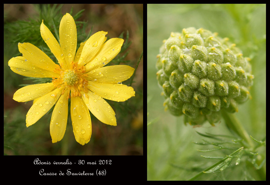 Adonis-vernalis4